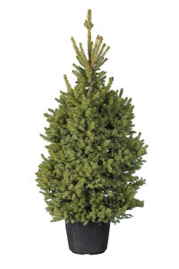 Picture of Picea
